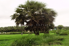 Borassus flabellifer